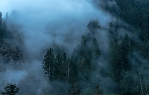 Картинка деревья, природа, туман, гора, сумерки