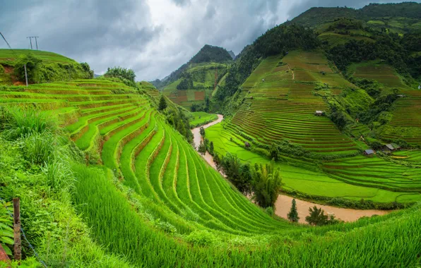 Картинка зелень, трава, деревья, горы, домики, речка, Вьетнам, плантации
