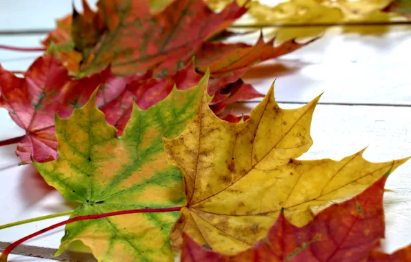 Картинка осень, листья, фон, colorful, клен, wood, background, autumn, leaves, осенние, maple