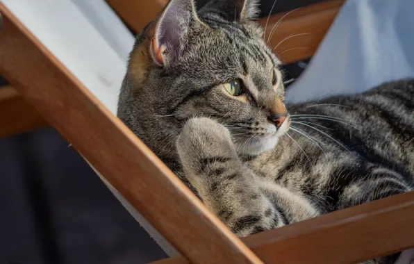 Картинка кошка, кот, отдых, кресло, котейка