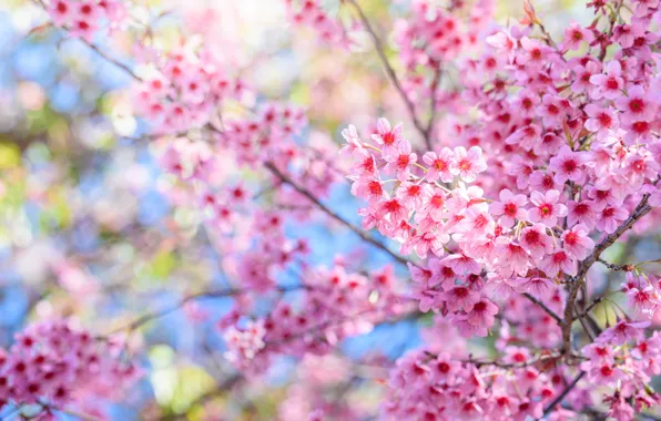 Картинка ветки, весна, сакура, цветение, pink, blossom, sakura, cherry, spring, bloom