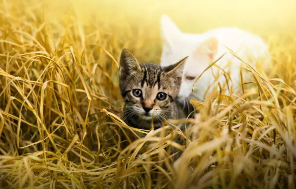 Картинка кошка, трава, взгляд, листья, свет, природа, котенок, серый, поляна, ребенок, малыш, белая, котёнок, полосатый, забота, …