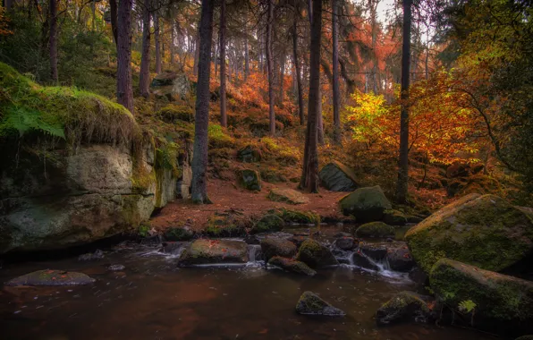 Картинка осень, лес, пруд, берег, листва, водоем