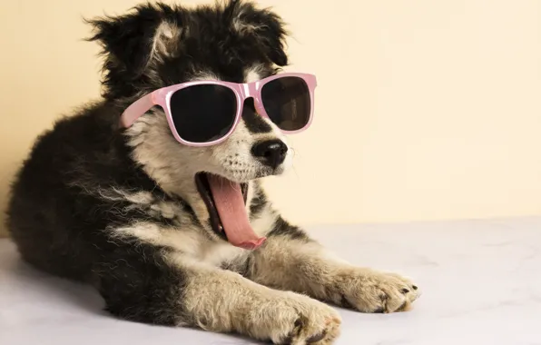 Картинка язык, собака, очки, щенок, собачка, пёс