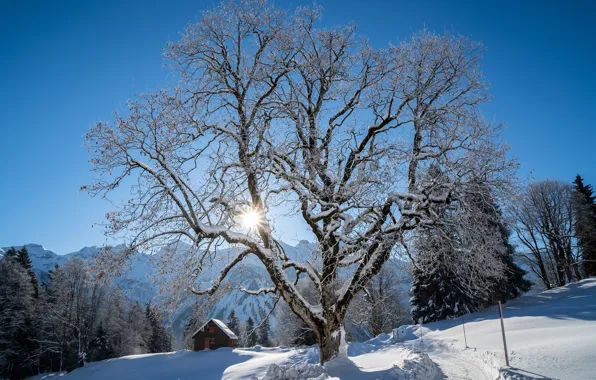 Картинка зима, лес, небо, солнце, лучи, снег, деревья, горы, Швейцария, домик, Braunwald