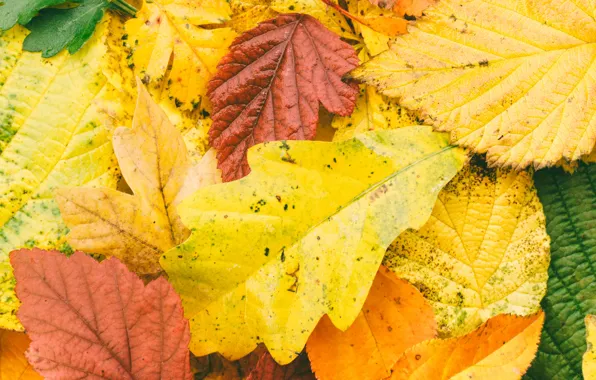 Картинка осень, листья, фон, colorful, клен, autumn, leaves, maple