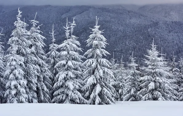 Картинка зима, снег, деревья, пейзаж, горы, елки, forest, landscape, winter, mountains, snow, fir trees