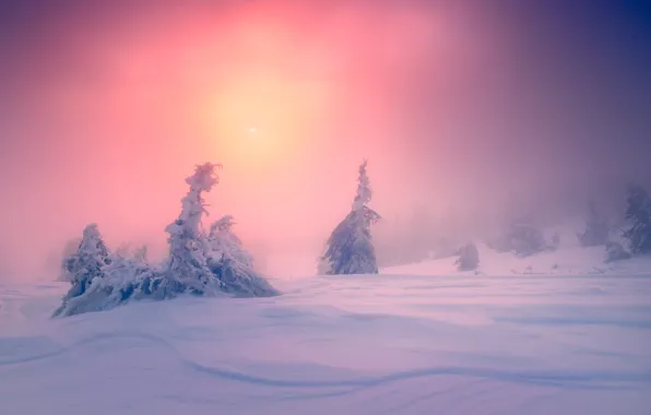 Картинка зима, лес, небо, солнце, снег, туман, рассвет, в снегу, утро, ели, сугробы, дымка, ёлочки, заснеженные