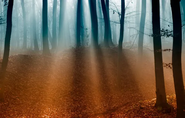 Картинка осень, лес, листья, деревья, Туман