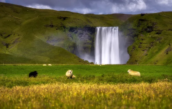 Картинка трава, солнце, облака, горы, скала, водопад, луг, Исландия, Iceland, Skogafoss, Скоугафосс, бараны