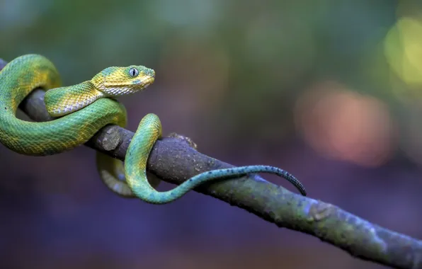 Картинка змея, Green Bush Viper, Atheris chlorechis