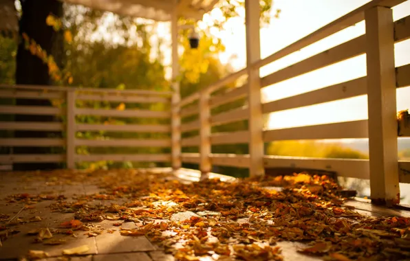 Картинка осень, солнце, листва, погода, терасса