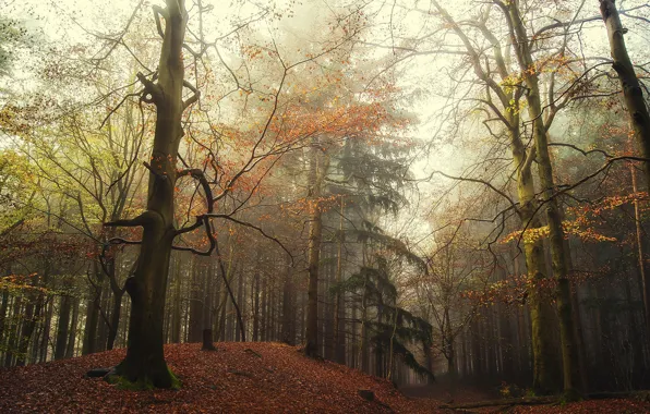 Картинка осень, лес, природа, туман, холм