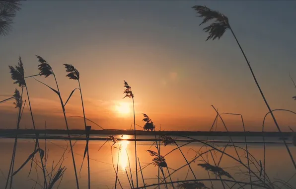 Картинка закат, река, растения, вечер, берега, warm colors, reeds blowing in the wind, panoramic footage