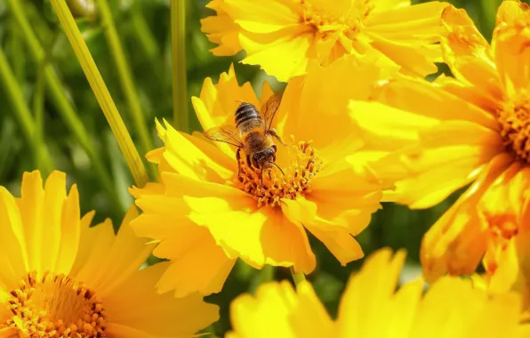 Картинка лето, макро, цветы, пчела, желтые, опыление