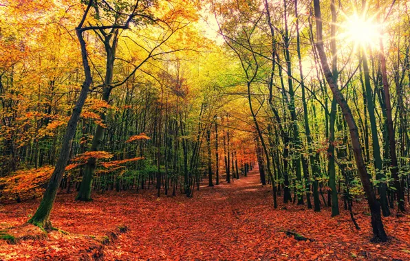Картинка осень, лес, солнце, листва, красота