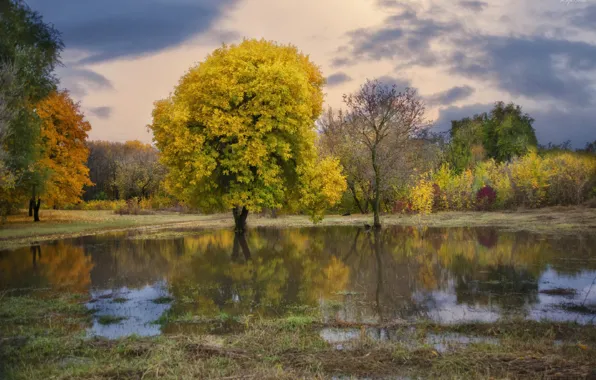 Картинка осень, деревья, природа, река, Roma Chitinskiy