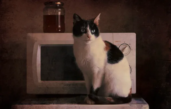 Картинка кошка, кот, взгляд, фон, обработка, кухня, банка, печь, натюрморт, сидит, пятнистая, микроволновка, ретро-стиль, микроволновая печь