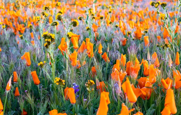 Картинка поле, лето, цветы, поляна, яркие, оранжевые, бутоны, много, эшшольция