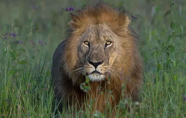 Картинка трава, взгляд, морда, лев, грива, царь зверей