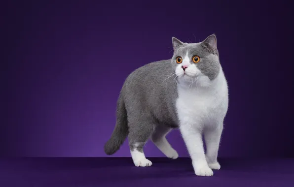 Картинка кошка, кот, взгляд, поза, мордашка, фиолетовый фон, фотостудия, серый с белым