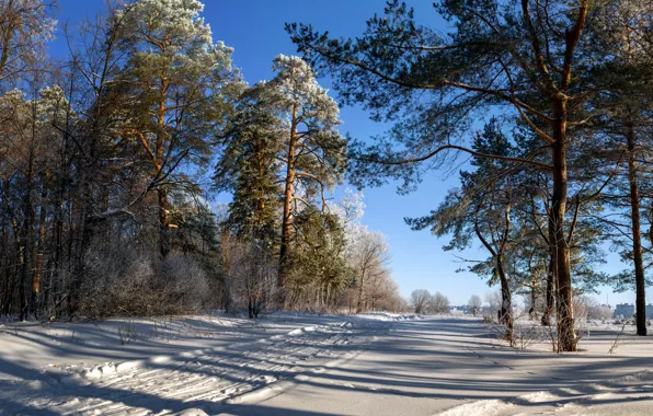 Картинка зима, снег, деревья, пейзаж, природа, лыжня, тени, сосны