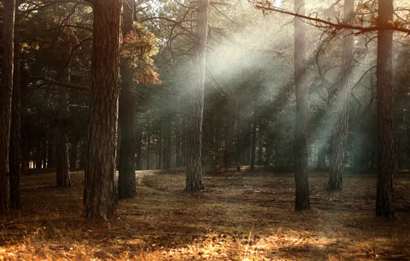 Картинка осень, лес, свет, деревья, ветки, природа, туман, стволы, листва, сосны, бор, сосновый