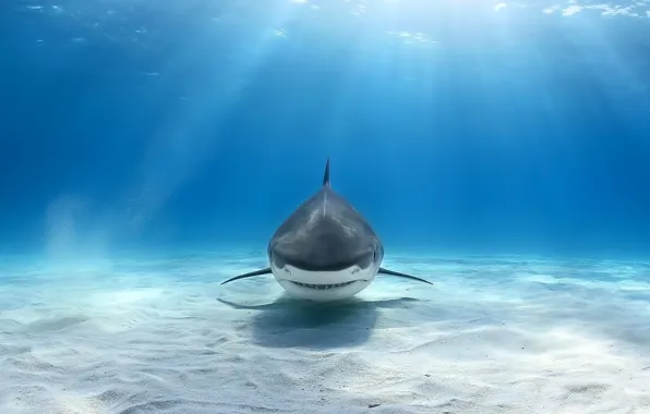 Картинка sea, shark, light beam