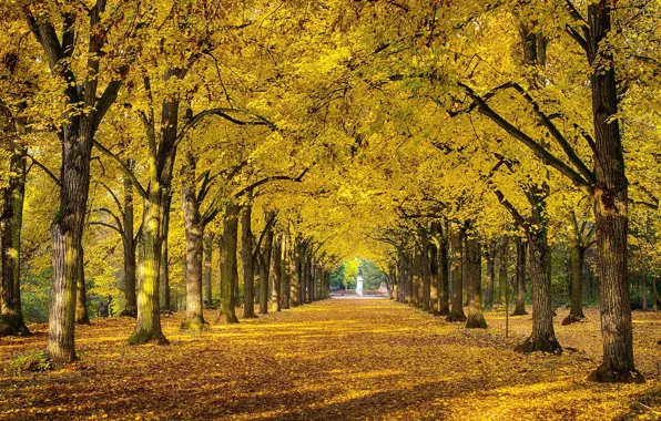 Картинка осень, природа, парк, листва, Россия, аллея