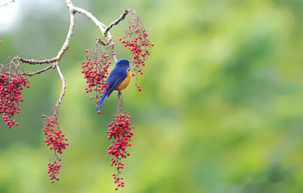 Картинка ягоды, дерево, птица