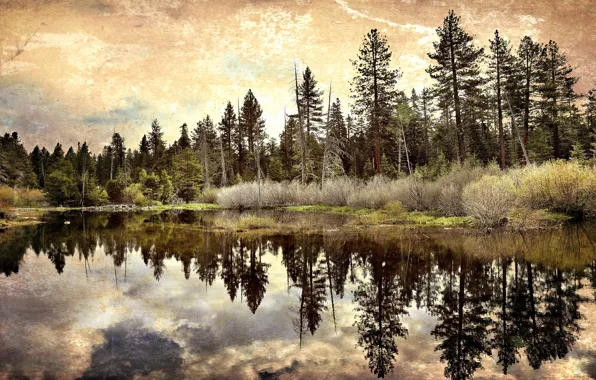 Картинка осень, лес, облака, озеро, отражение, берег, обработка, текстура, ели, кусты, водоем, зеркальное