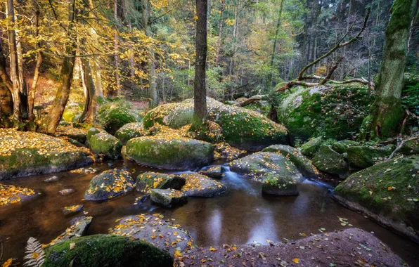 Картинка лес, камни, мох, Германия, Бавария, reserve Doost
