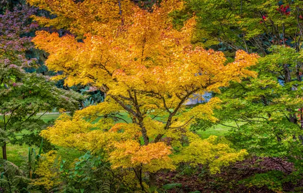 Картинка осень, деревья, парк, листва, Канада, Ванкувер, VanDusen Botanical Garden