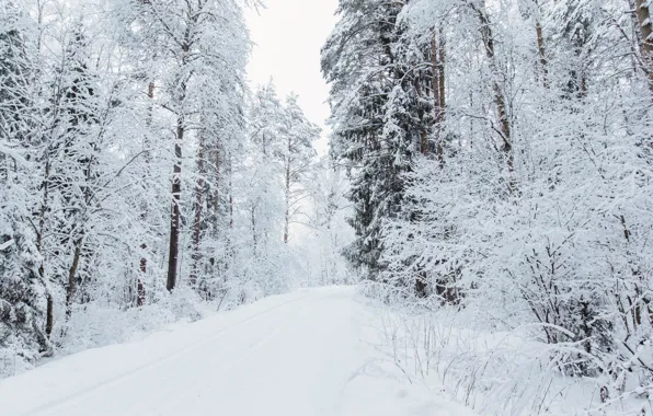 Картинка зима, снегопад, зимний лес, зимняя природа, зимний пейзаж, зимняя дорога, дорога в лесу, снежный лес