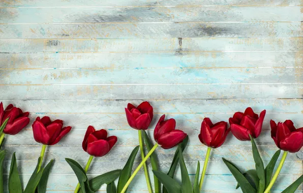 Картинка цветы, весна, тюльпаны, красные тюльпаны