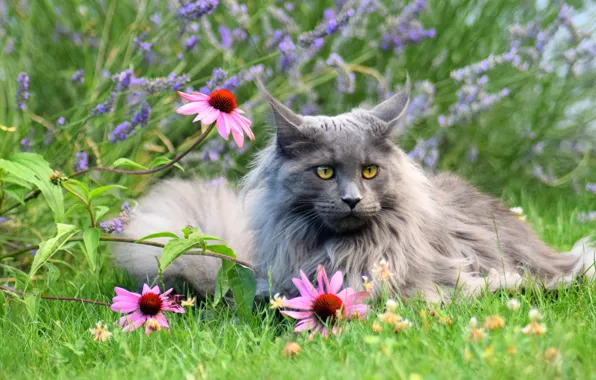 Картинка кошка, трава, кот, взгляд, морда, цветы, природа, серый, сад, лежит, клумба, мейн-кун, эхинацея