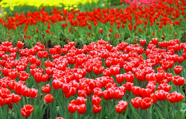 Картинка цветы, яркие, весна, сад, тюльпаны, красные, клумба, много