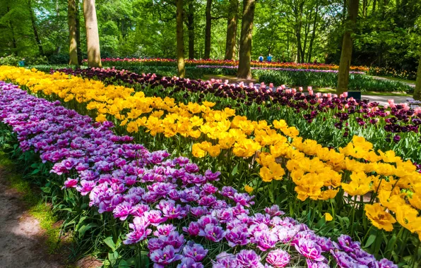 Картинка цветы, парк, весна, желтые, сад, тюльпаны, клумба, много, сиреневые