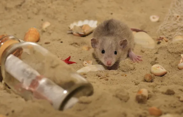 Картинка песок, пляж, взгляд, фон, берег, бутылка, мышь, мышка, малыш, мордочка, ракушки, детеныш, крыса, грызун, мышонок