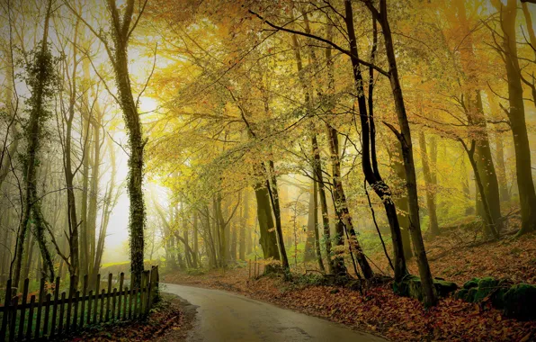 Картинка дорога, осень, лес, свет, деревья, ветки, туман, парк, листва, забор, золотая осень