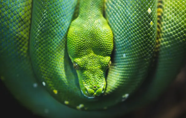Картинка Змея, Питон, Snake, Python, Reptile, Wildlife