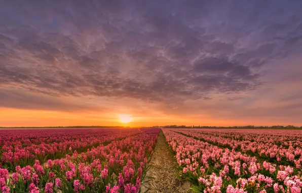 Картинка поле, небо, солнце, облака, свет, закат, цветы, красота, вечер, горизонт, простор, солома, розовые, грядки, Нидерланды, …