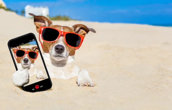 Картинка песок, море, пляж, солнце, фото, фотошоп, юмор, очки, боке, смартфон, селфи, Джек-рассел-терьер