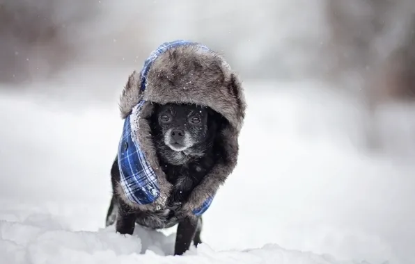 Картинка зима, собака, шляпа