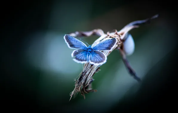 Картинка макро, бабочка, голубая