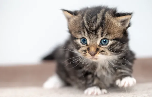 Картинка кошка, котенок, серый, лапки, малыш, белый фон, котёнок, голубые глаза, полосатый, британский