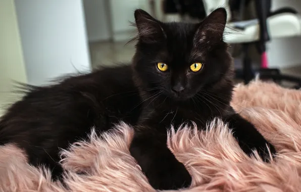 Картинка кошка, кот, взгляд, поза, котенок, черный, лежит, мех, котёнок, желтые глаза