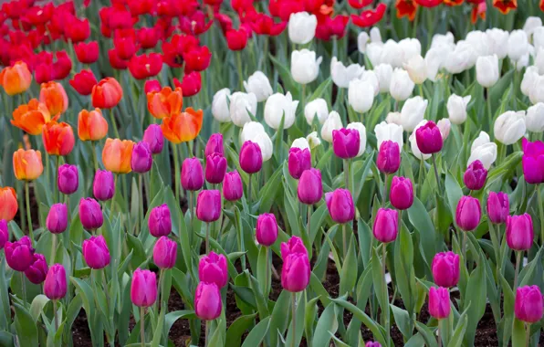 Картинка цветы, весна, тюльпаны, красные, розовые, белые, клумба, много