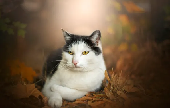 Картинка осень, кошка, портрет, боке, котейка