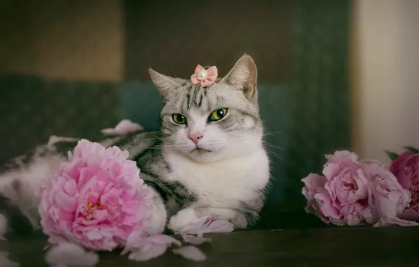 Картинка кошка, взгляд, цветы, поза, лежит, украшение, розовые, мордашка, бантик, пионы, табби